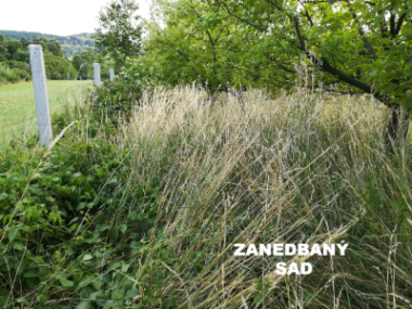 Zanedbanysad.jpg, 278kB